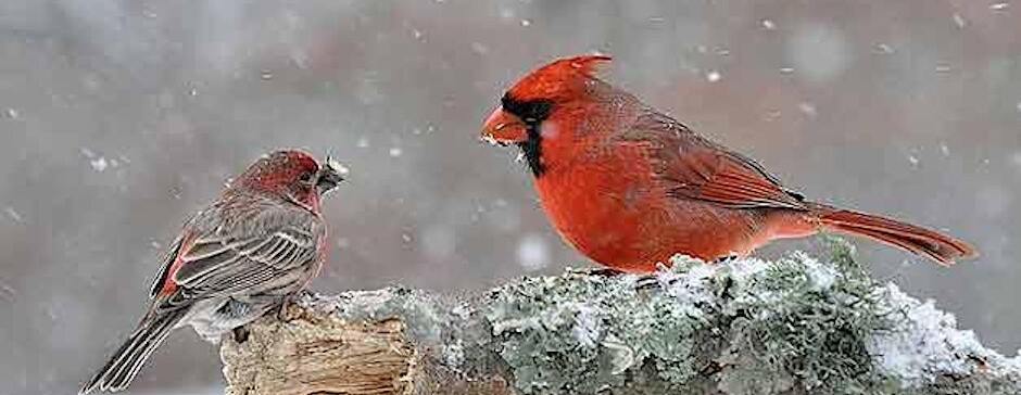 Christmas Bird Count for Kids and Families